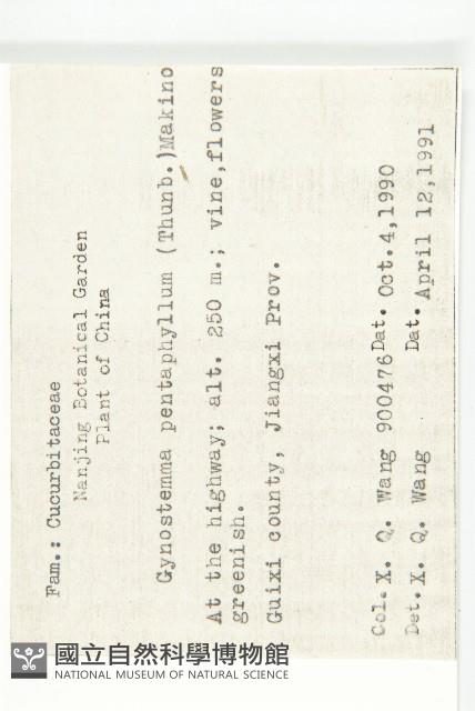 絞股藍藏品圖，第2張