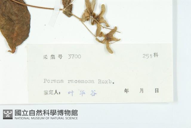 飛蛾藤藏品圖，第3張