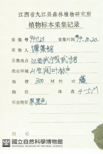 絞股藍藏品圖，第2張