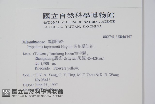 黃花鳳仙花藏品圖，第2張