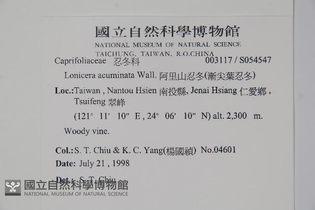 阿里山忍冬、漸尖葉忍冬藏品圖，第2張