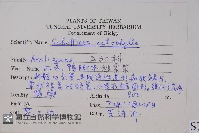 鵝掌柴、江某、鴨腳樹藏品圖，第2張