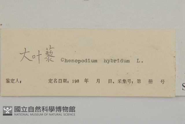大葉藜藏品圖，第3張