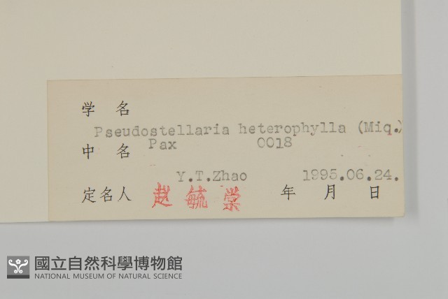 孩兒參藏品圖，第3張