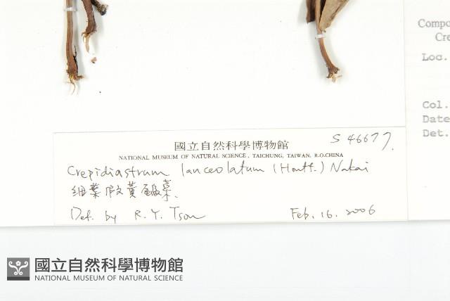 細葉假黃鵪菜藏品圖，第3張