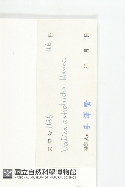 青梅藏品圖，第3張