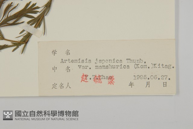 東北牡蒿藏品圖，第3張