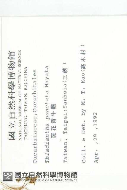 斑花青牛膽藏品圖，第2張