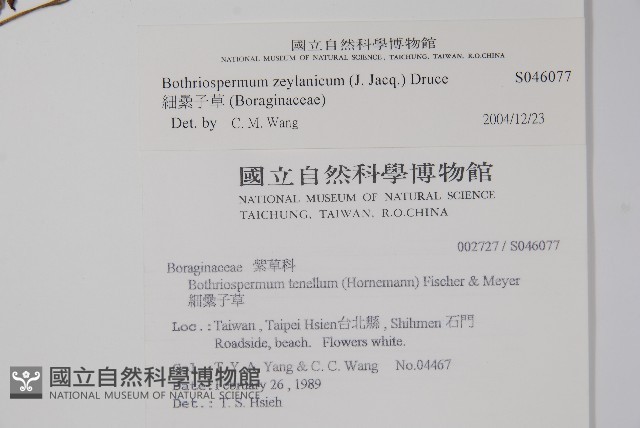 細纍子草藏品圖，第2張
