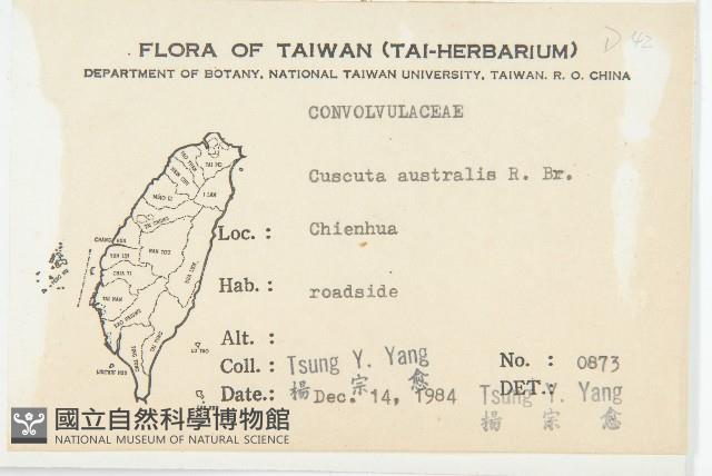 菟絲子藏品圖，第2張