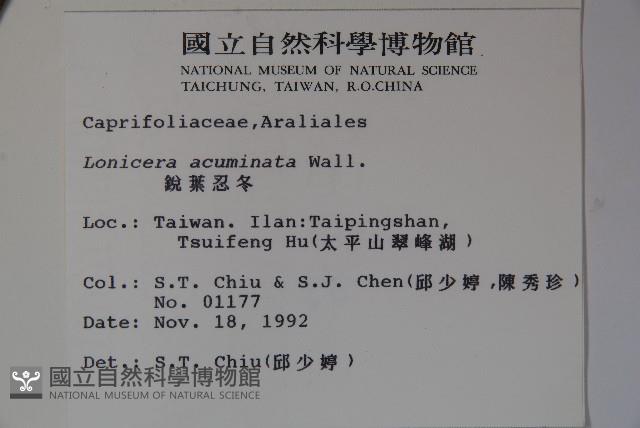 阿里山忍冬、漸尖葉忍冬藏品圖，第2張