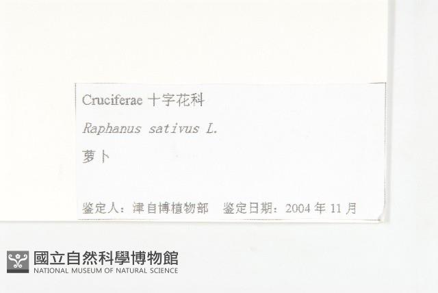 蘿蔔、夢卜藏品圖，第3張