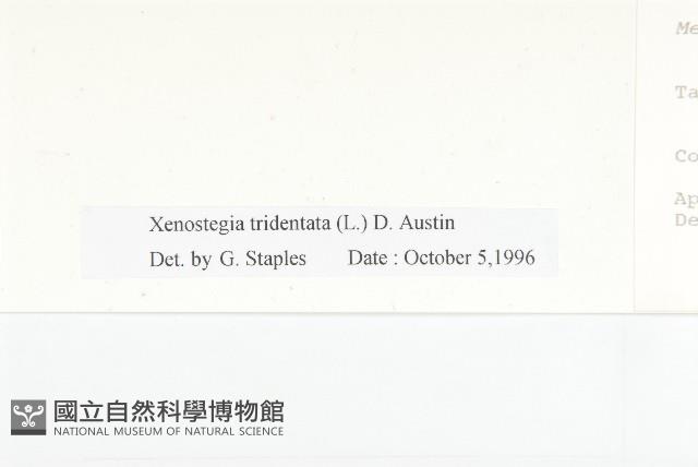 戟葉菜欒藤藏品圖，第3張