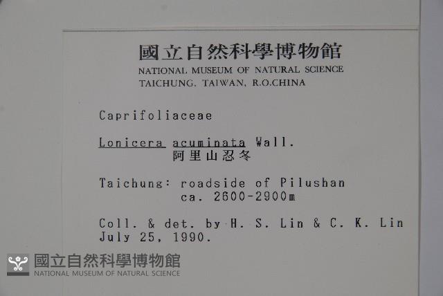 阿里山忍冬、漸尖葉忍冬藏品圖，第2張
