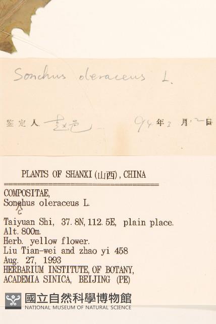 苦滇菜、苦菜藏品圖，第3張