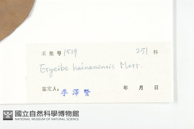 海南麻辣仔藤藏品圖，第3張