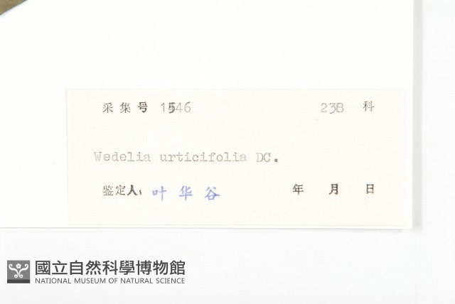麻葉蟛蜞菊藏品圖，第3張