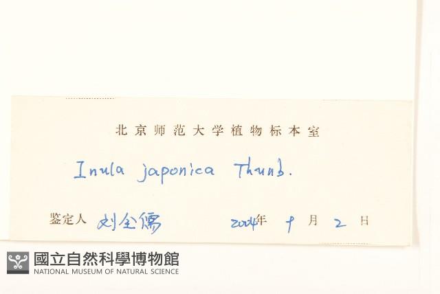 旋覆花藏品圖，第3張