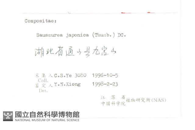 鳳毛菊藏品圖，第3張