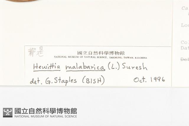 吊鐘藤藏品圖，第3張