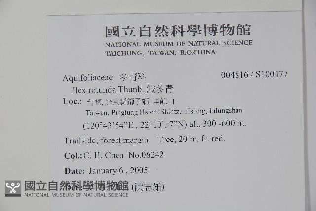 鐵冬青藏品圖，第2張