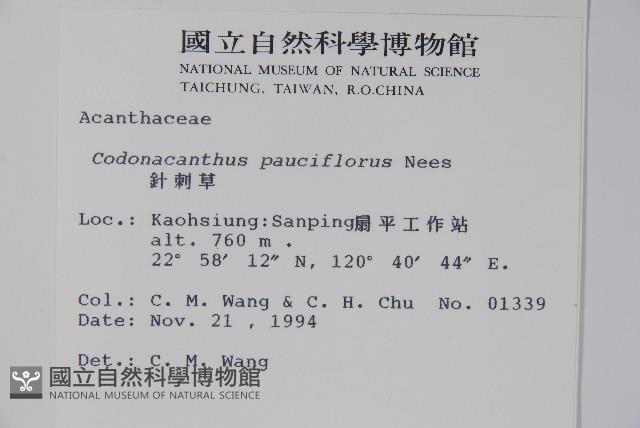 針刺草藏品圖，第2張