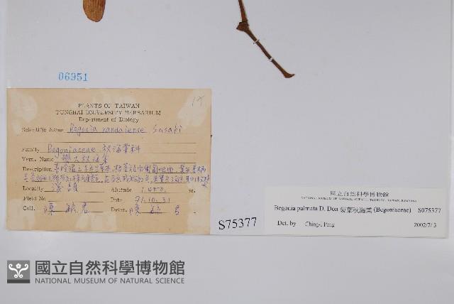 裂葉秋海棠藏品圖，第2張