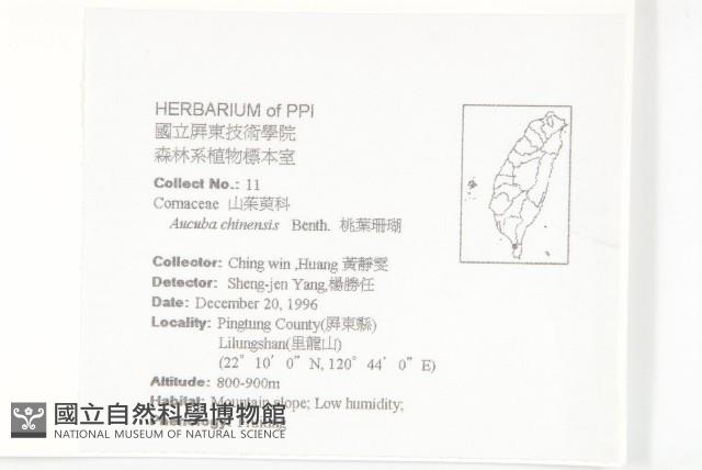 桃葉珊瑚藏品圖，第2張