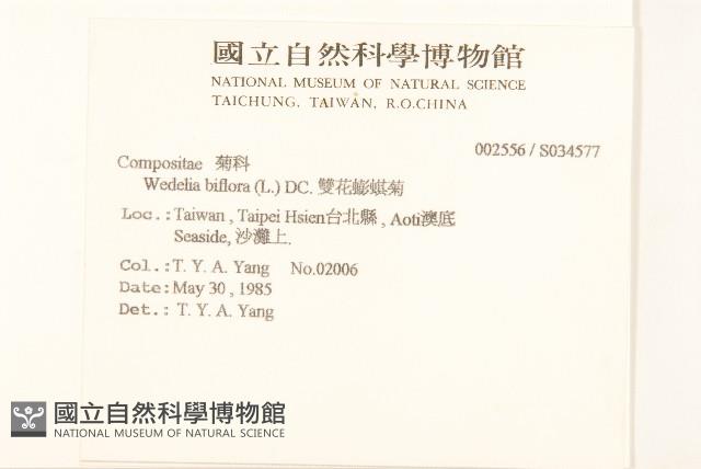 雙花蟛蜞菊藏品圖，第2張