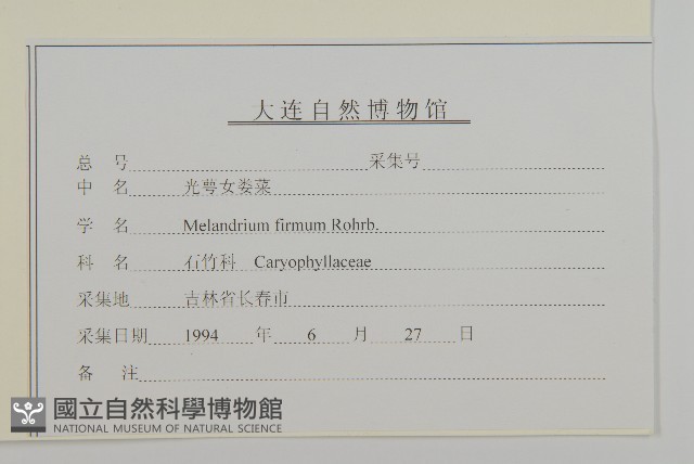 堅硬女婁菜藏品圖，第3張