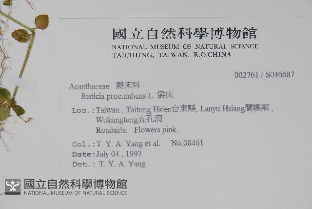 爵床藏品圖，第2張