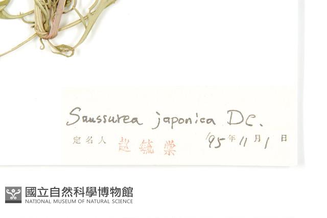 鳳毛菊藏品圖，第3張