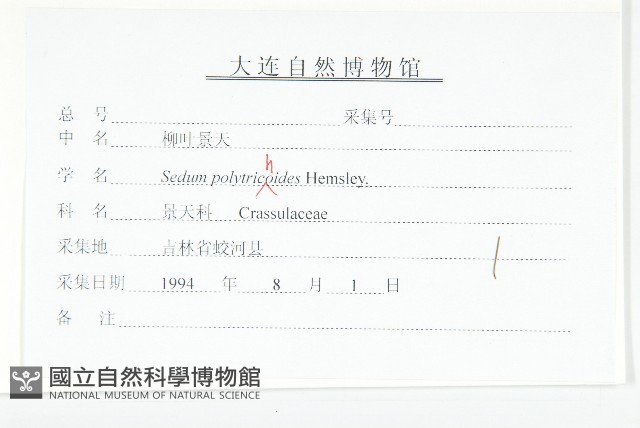 蘚狀景天藏品圖，第3張