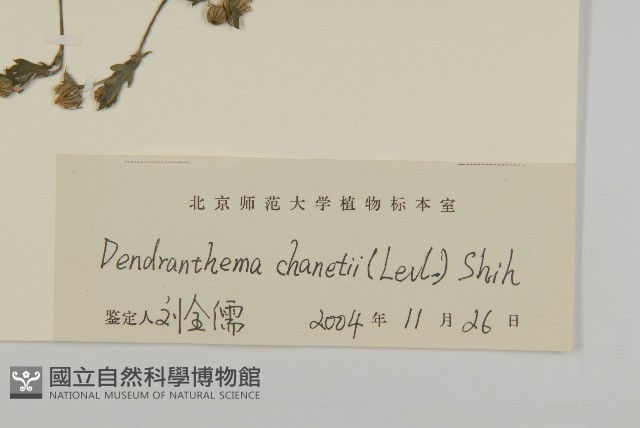 小紅菊藏品圖，第3張