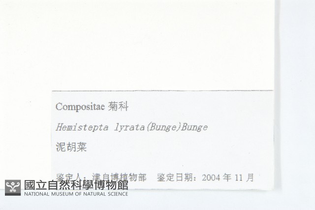 泥胡菜藏品圖，第3張