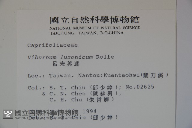 呂宋莢迷藏品圖，第2張