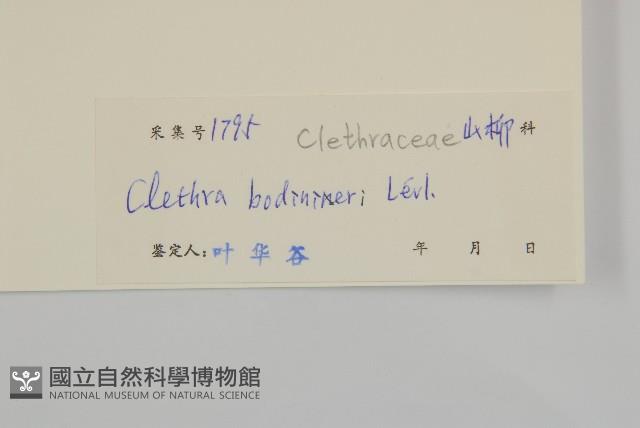 單毛山柳藏品圖，第3張