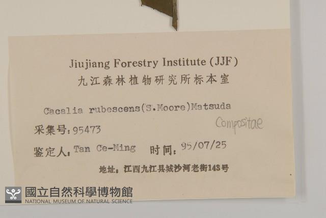 矢鏃葉蟹甲草藏品圖，第3張