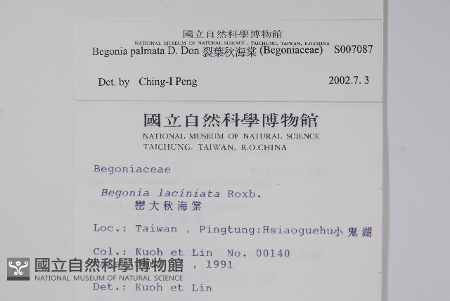 裂葉秋海棠藏品圖，第2張