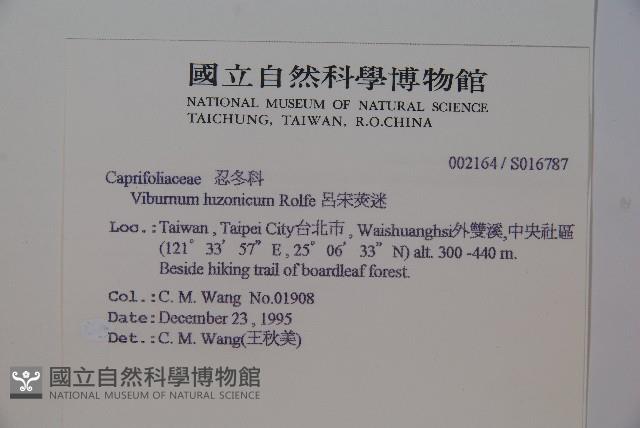 呂宋莢迷藏品圖，第2張