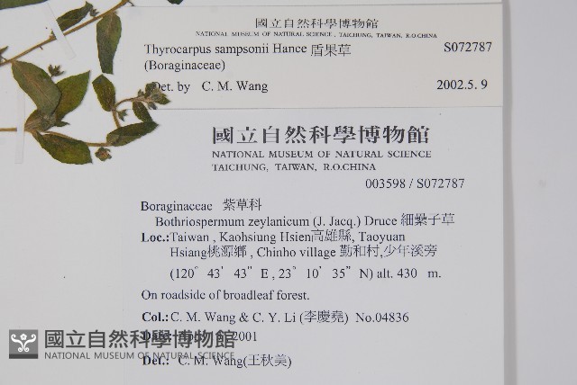 盾果草藏品圖，第2張