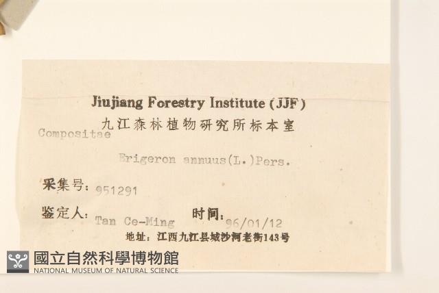 白頂飛蓬藏品圖，第3張