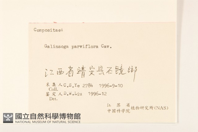 小米菊藏品圖，第3張