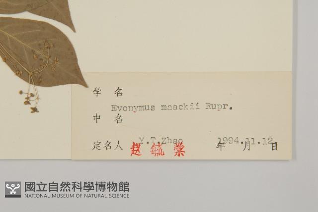 華北衛矛藏品圖，第3張