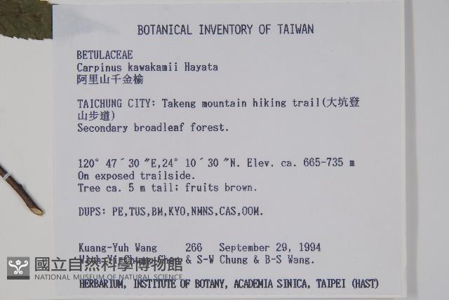 阿里山千金榆藏品圖，第2張