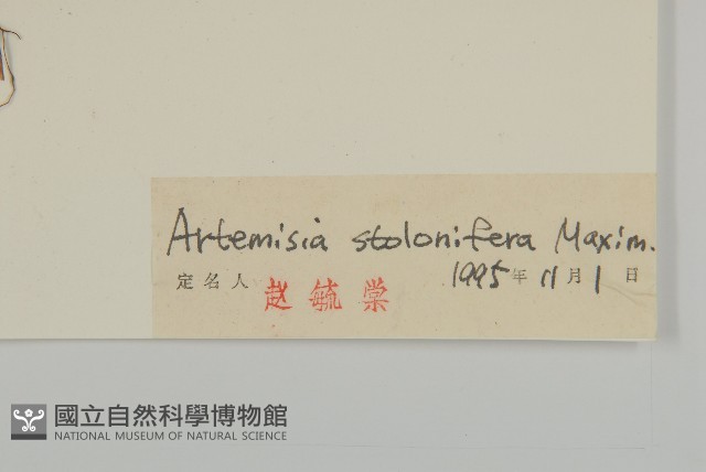 寬葉山蒿藏品圖，第3張