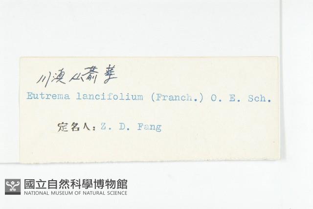 川滇山崳草藏品圖，第3張