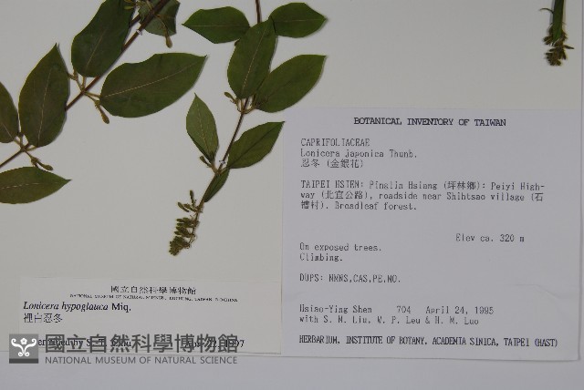 裡白忍冬、紅腺忍冬藏品圖，第2張