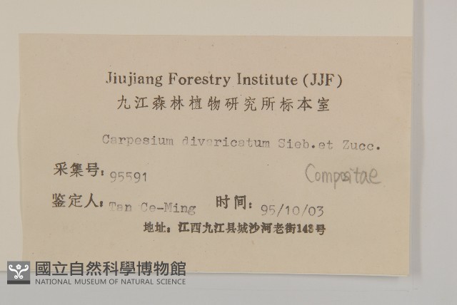 煙管草藏品圖，第3張