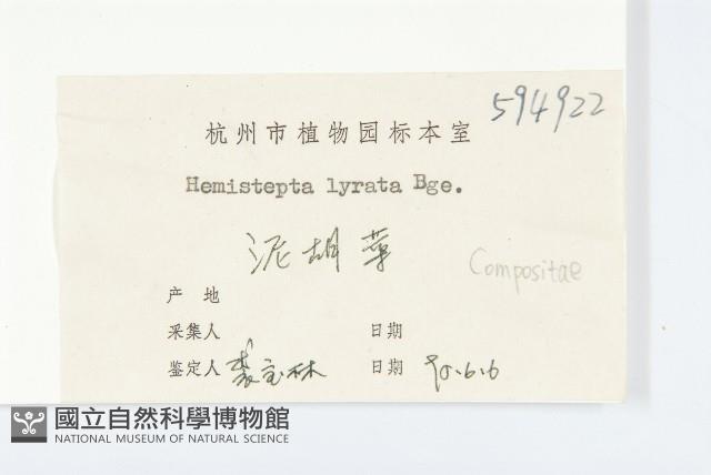 泥胡菜藏品圖，第3張